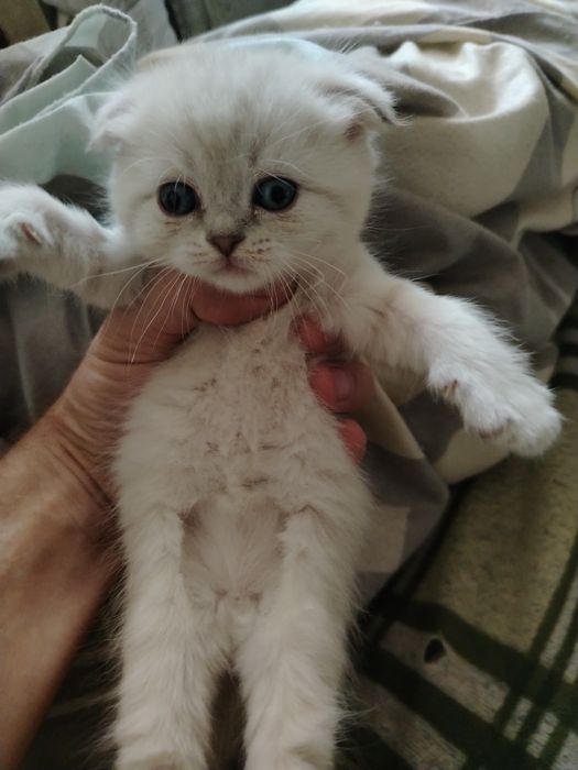 Продаются котята, от правильной вязки.