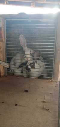 Продам кроликов.