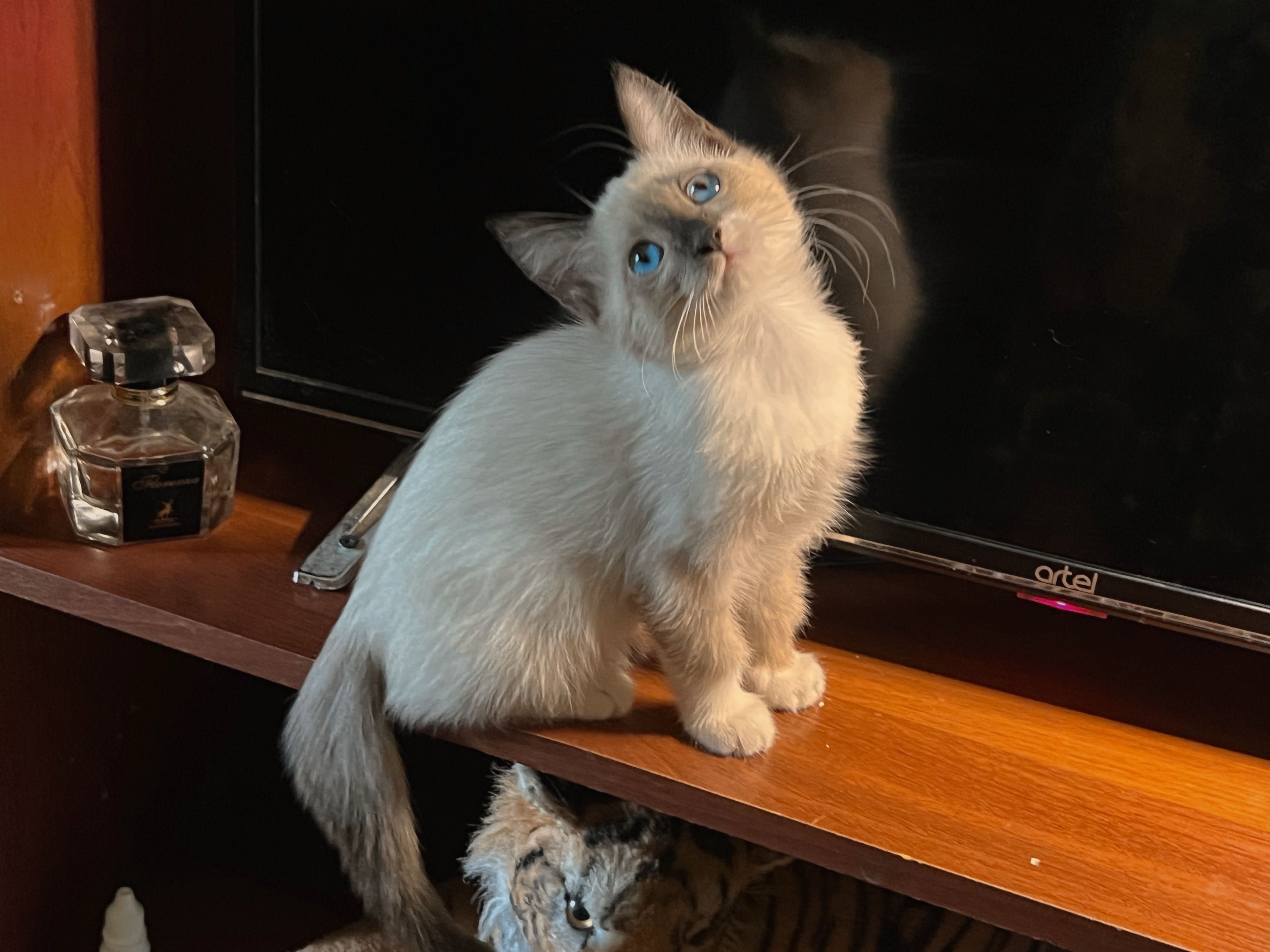 Продаются котята Рэгдолл