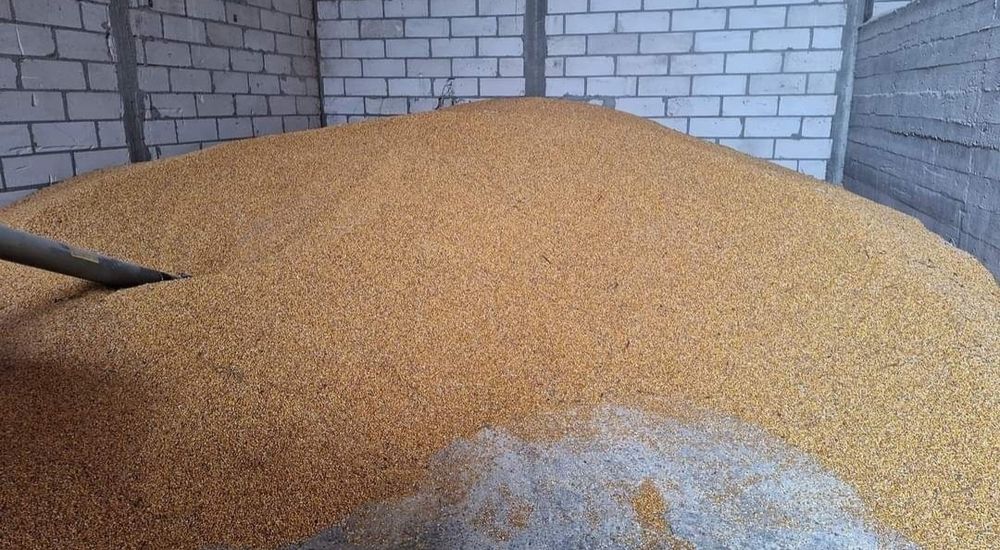 Porumb boabe de vanzare