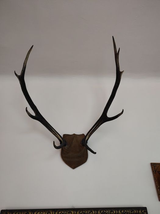 Trofee de cerb carpatin