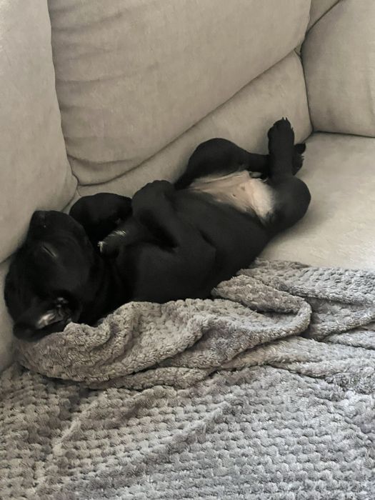 Femela de Cane corso