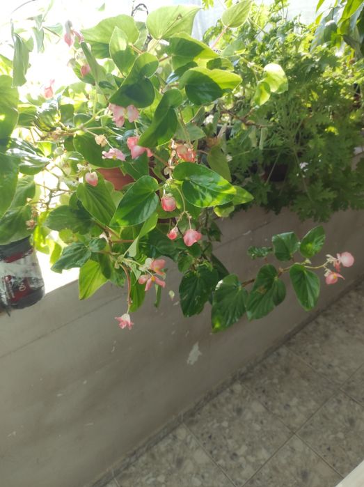 Цветя. Алое,саби,индрише и манго. Драконова бегон деия.