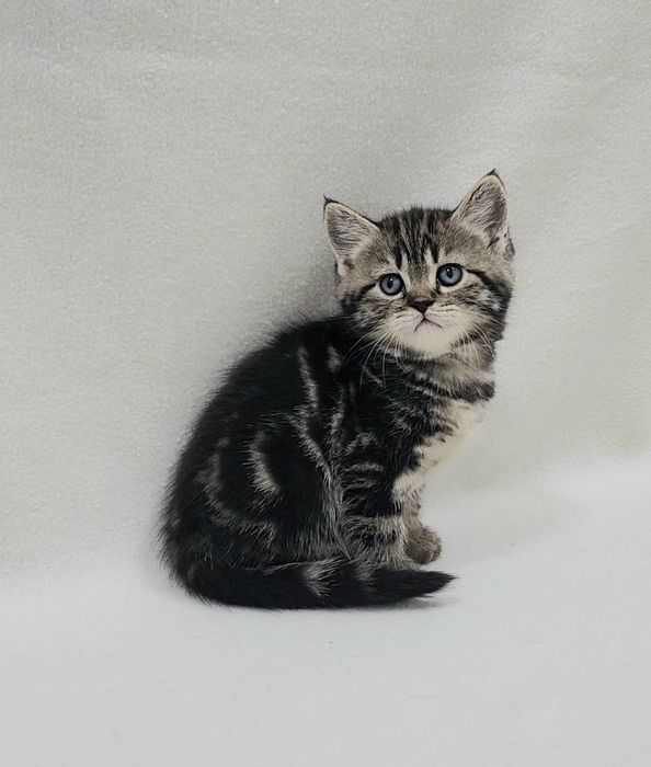 Девочка скоттиш страйт.Окрас чёрный мрамор на золоте.Возраст 1.5 месяц