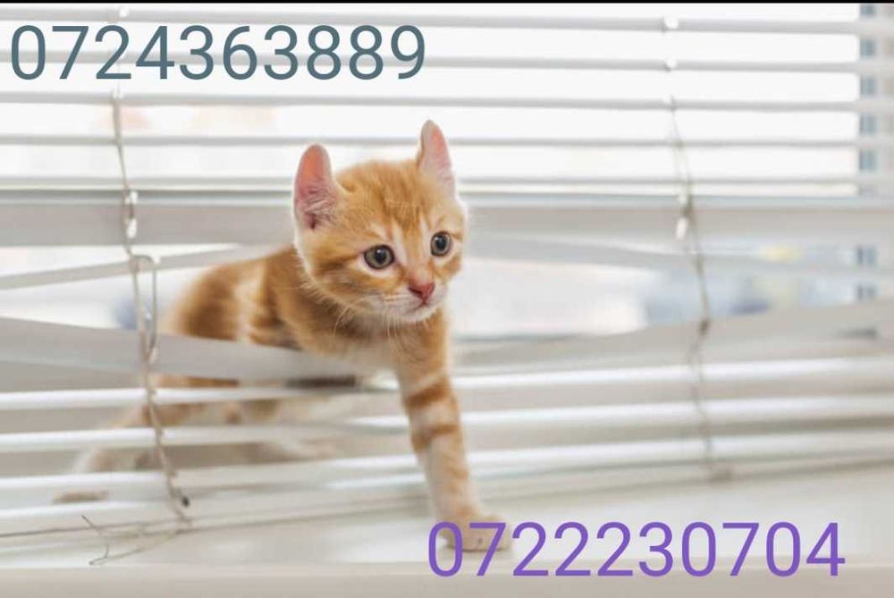 jaluzele, rolete in Bucuresti si Ilfov executie si montaj