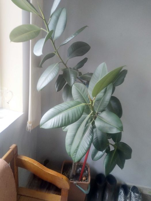Vând ficus de cameră, cu înălțimea de aprox. 1,50 m.
