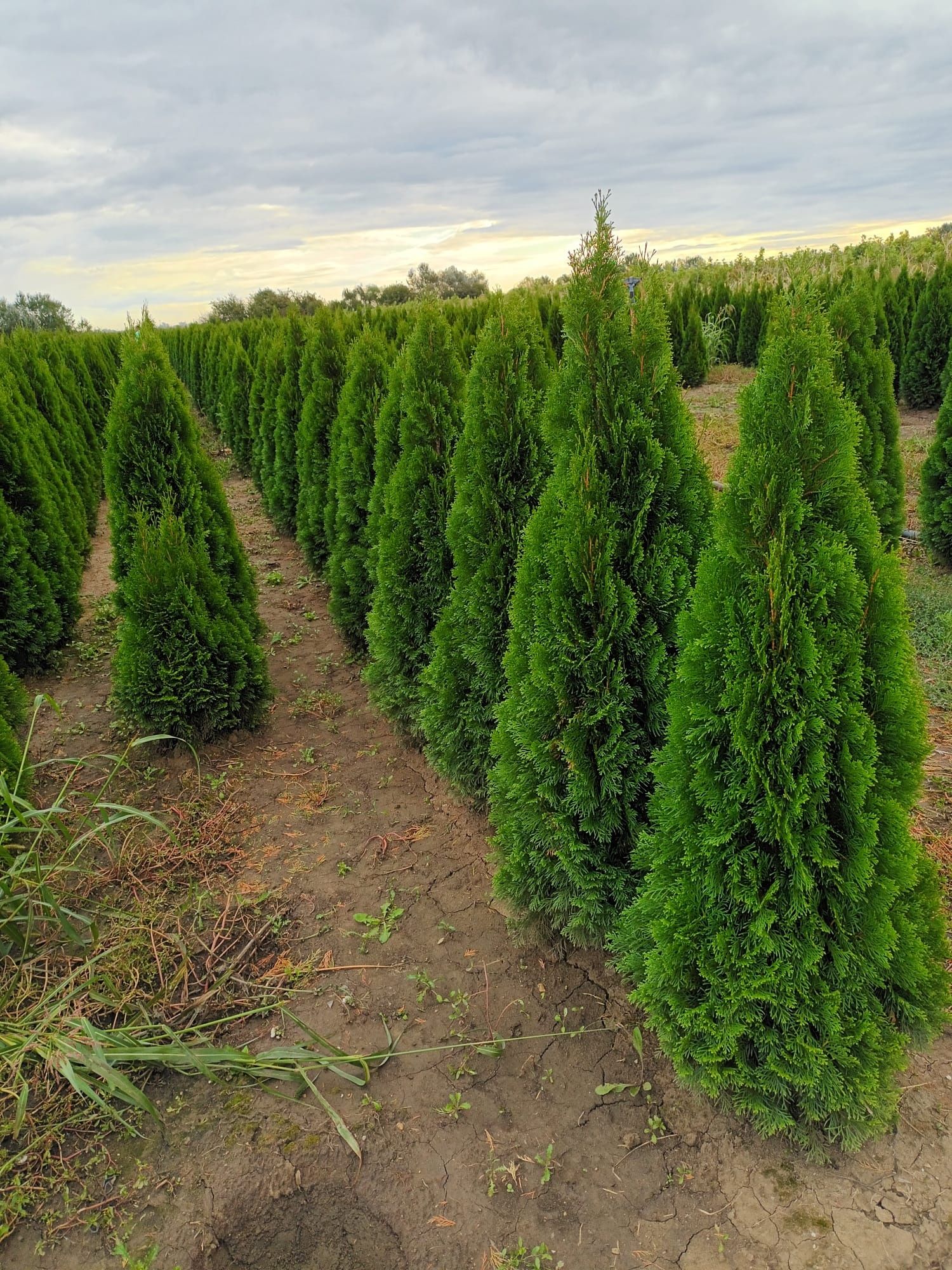 Vând tuia thuja smarald direct producător