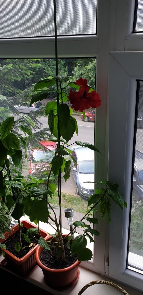 Plante apartament, Trandafir japonez rosu, ficus, arbore cauciuc,, etc