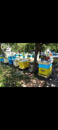 Пчелни семейства   Рамки с  пило и пчели по избор