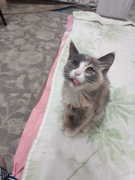 Очень красивый котенок