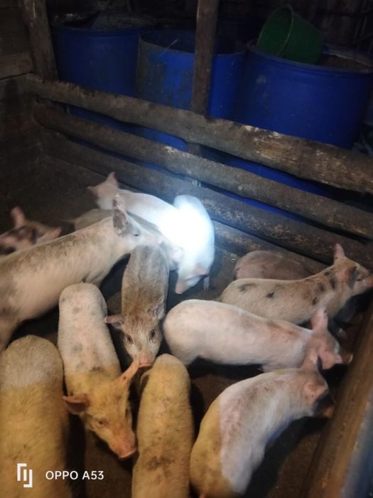 Поросята 1 месяц, 1,5 месяца