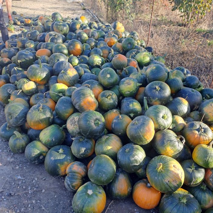 Dovleci de vânzare!