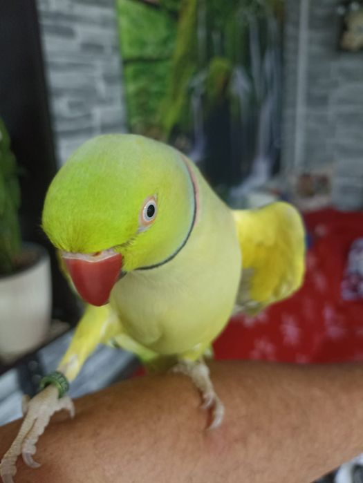 Vând papagal Micul Alex