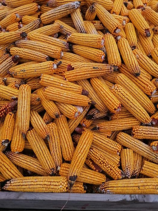 Vand porumb stiulete si boabe