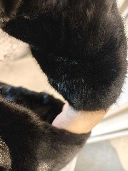 Haina blana bizon cu guler de vulpe argintie