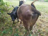 Vaca si juninca de vanzare