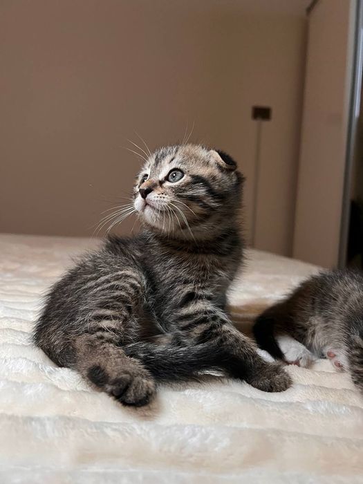 Продаются Вислоухие котята