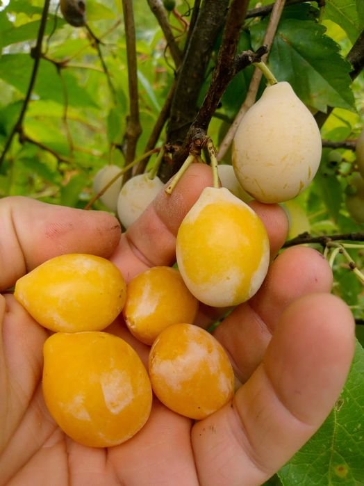 Magiun din Prune Negre, Galbene - fara zahar - 100% NATURAL