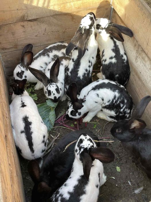 Vând iepuri fluturas