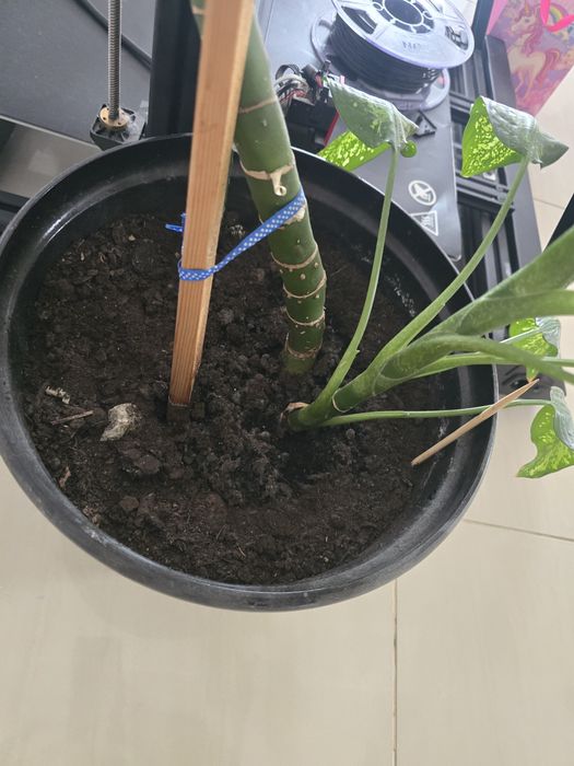 Диффенбахия пятнистый