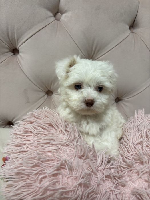 bichon maltez baietel