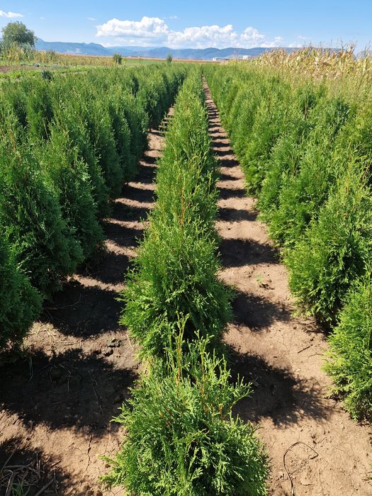 Tuya Occidentalis Columnara (tuya columnară)