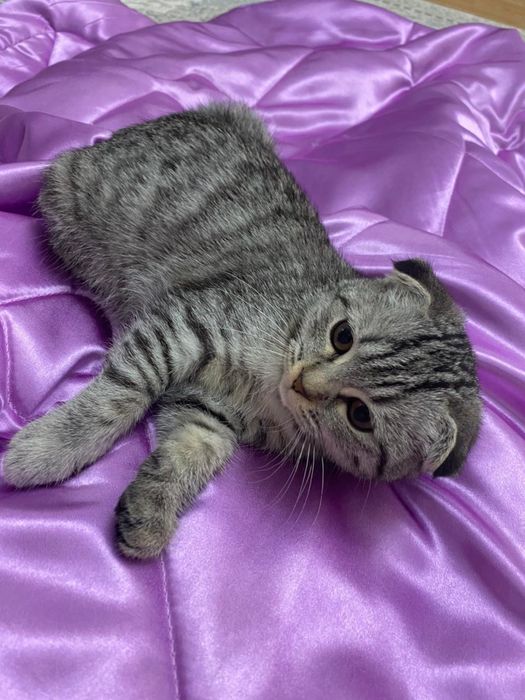 Шотландская вислоухая девочка