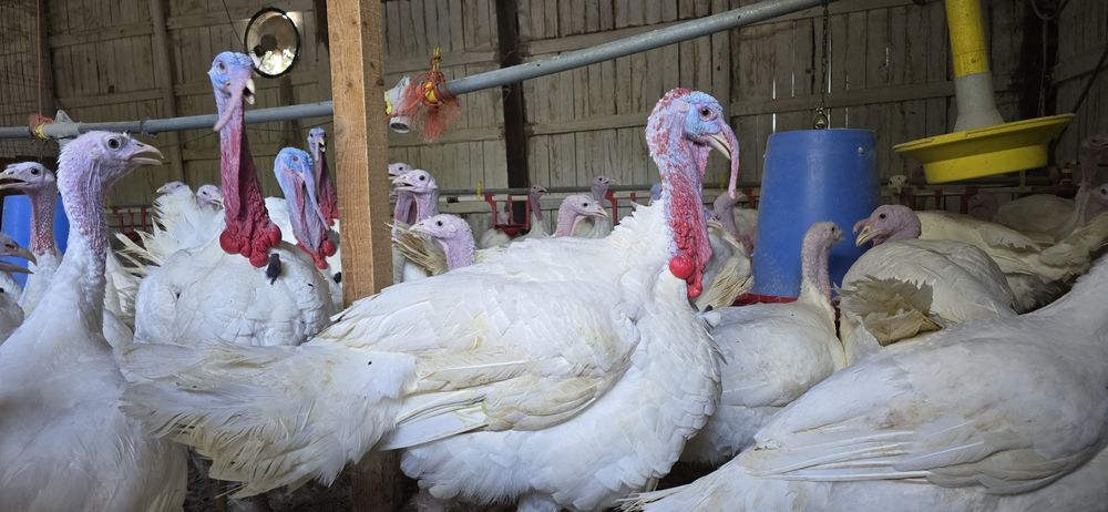 Vând curci/curcani la prețul de 30 lei/kg în viu și 35 lei / kg carcas