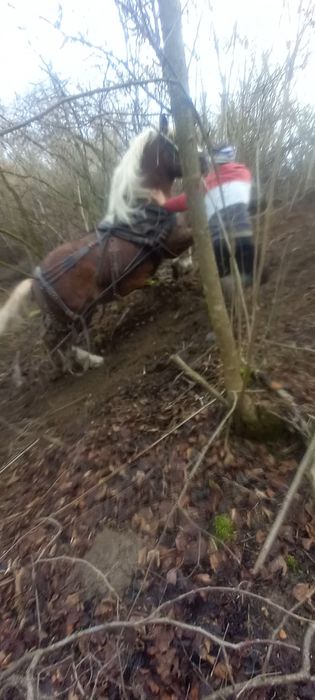 Vând cal castrat de 6 ani