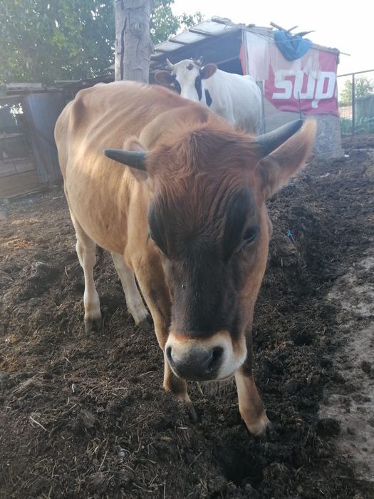 Vând viței mici si mari