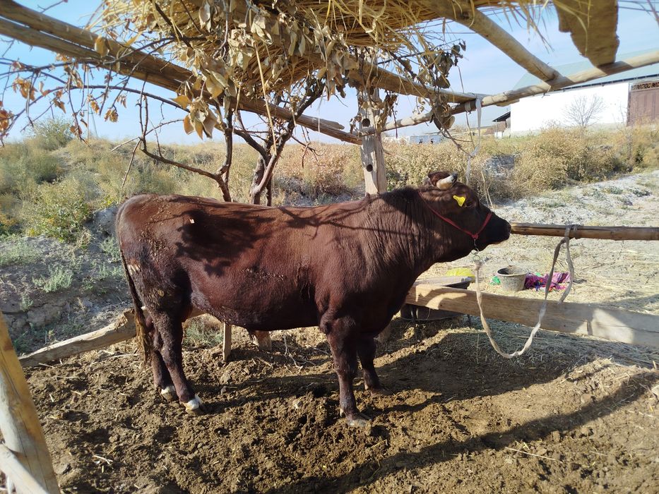 Хукиз сотилади 37 миллион ками бор