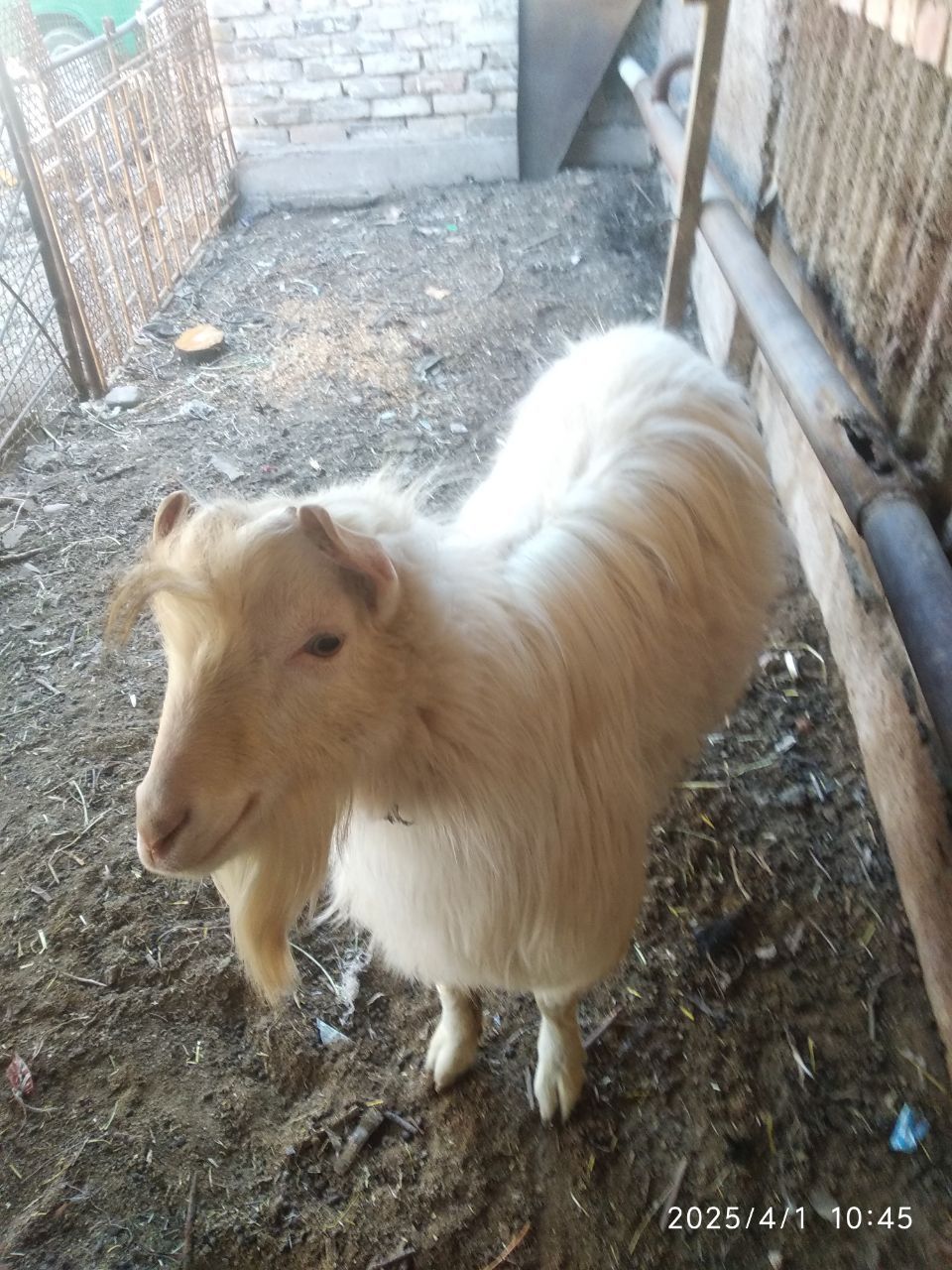 Продаются козы в городе Алмалык