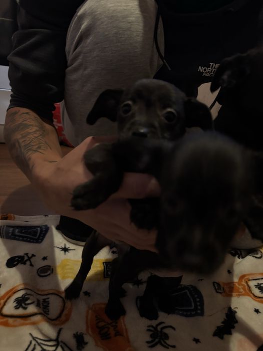 Продавам пинчери