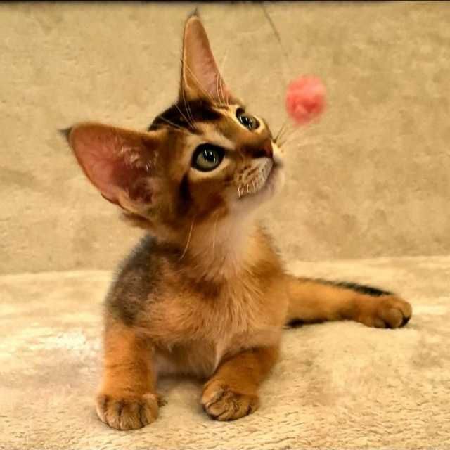 Абиссинский котенок