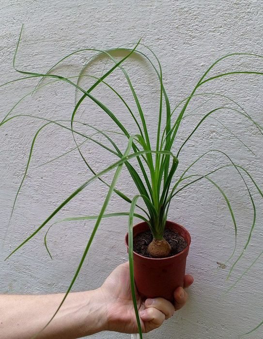 Нолины. Экзотическое растение с каудексом. Цветы для дома и офиса.