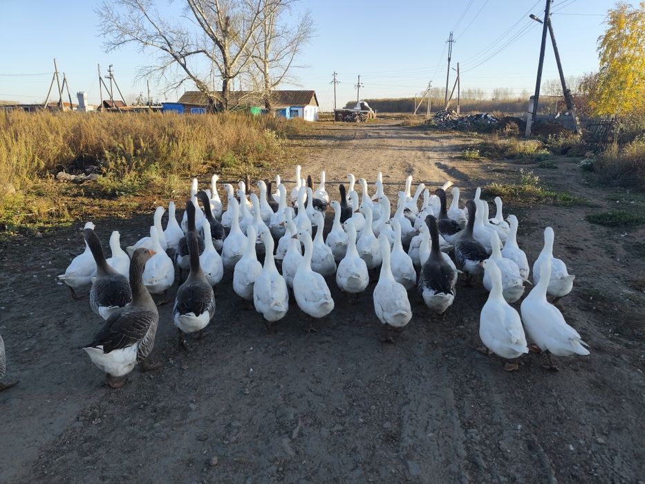 Продам гусей 5 месяцев