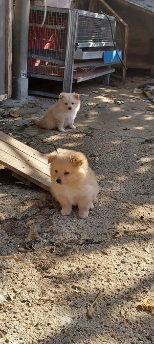 Малки пухкави кученца