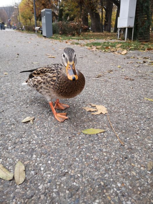 Ofer servicii de îngrijire păsări de apartament/ Pet sitter