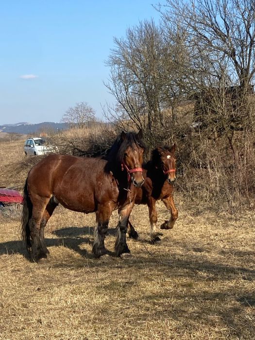 Vand manz de 1 an si 4 luni sau schimb cu variante auto