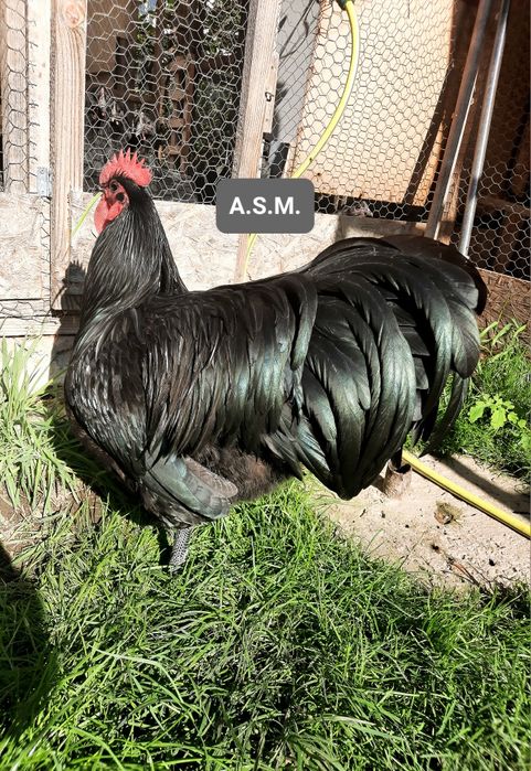 Australorp Negru pt incubat