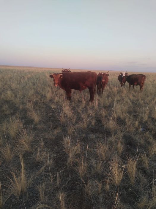 Бык не кастрированный