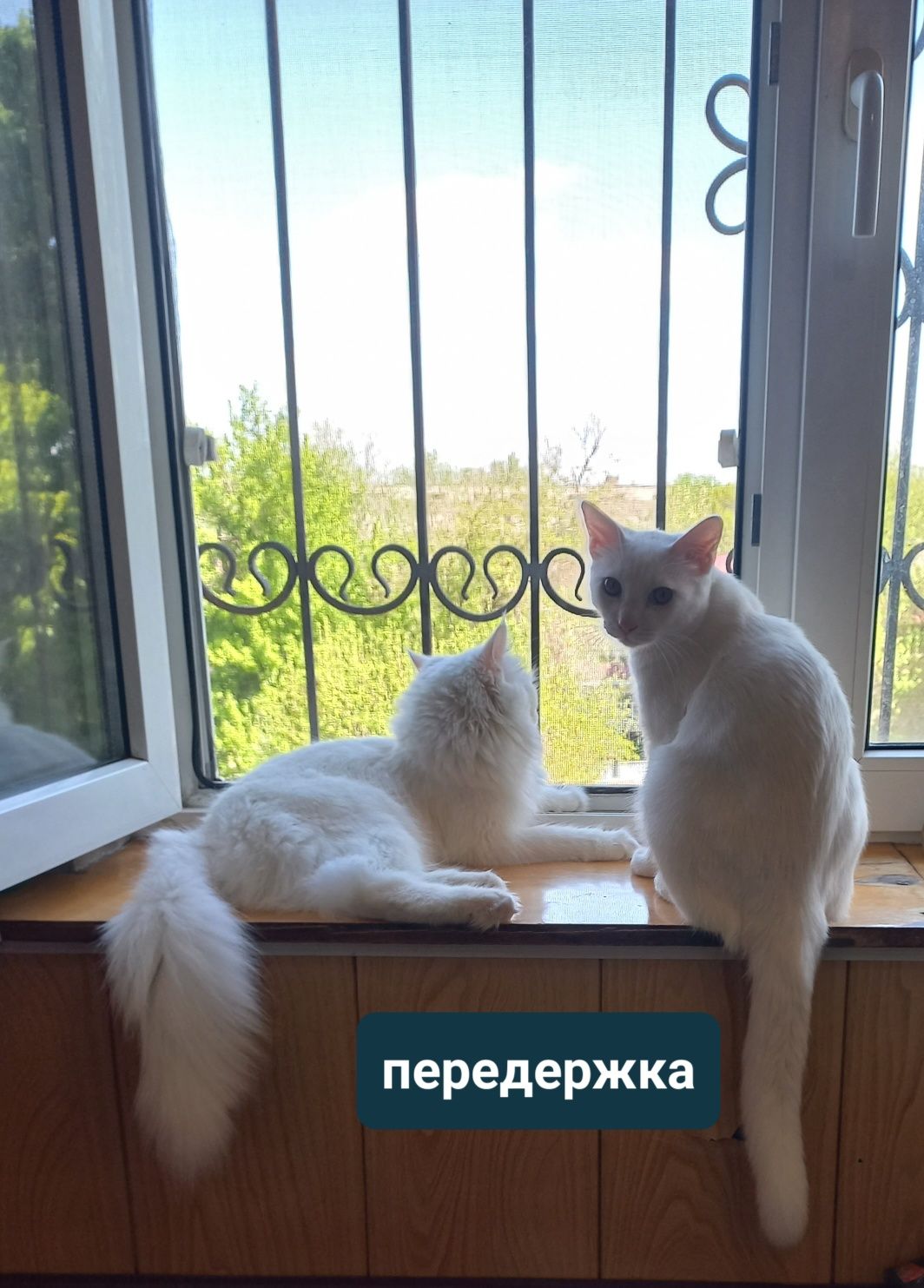 Передержка для кошек в квартире