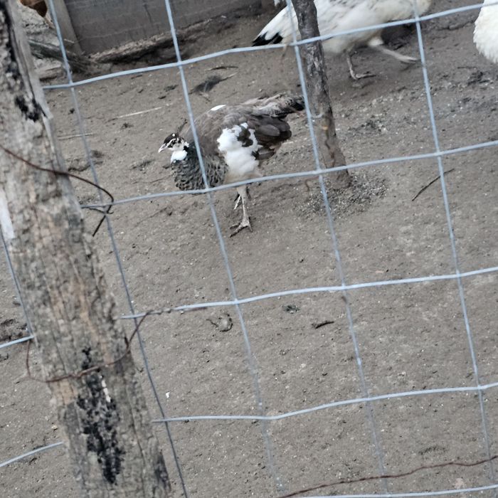 Pui de păun arlechin