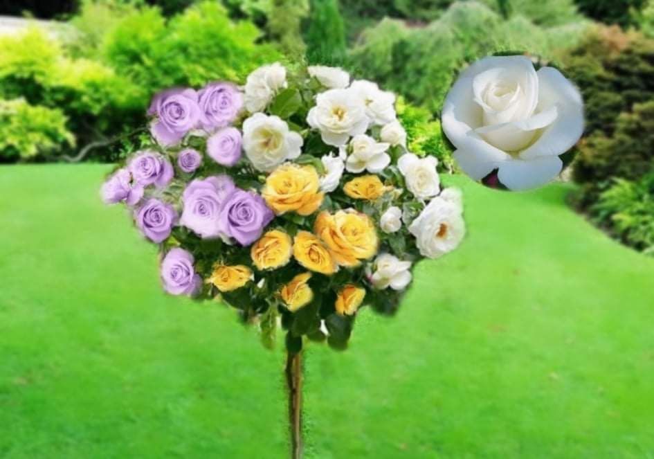 Trandafiri Pomisori În 3 Culori