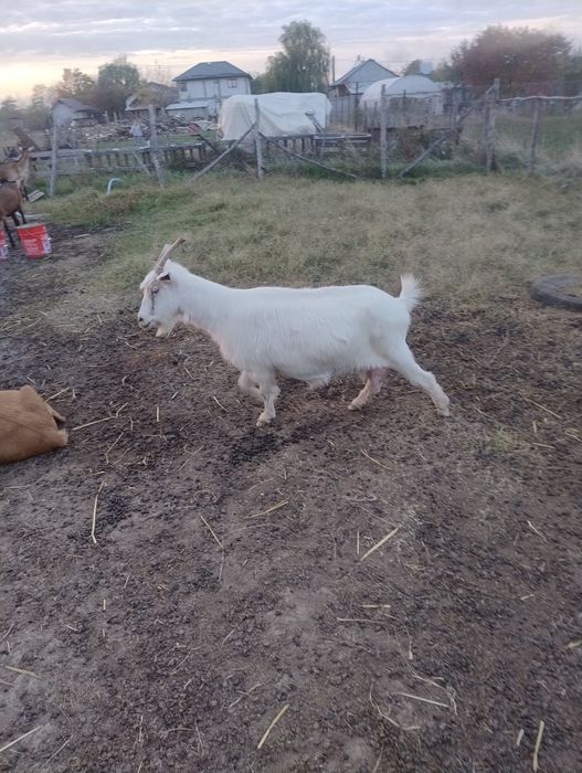 Vând capre bune de lapte