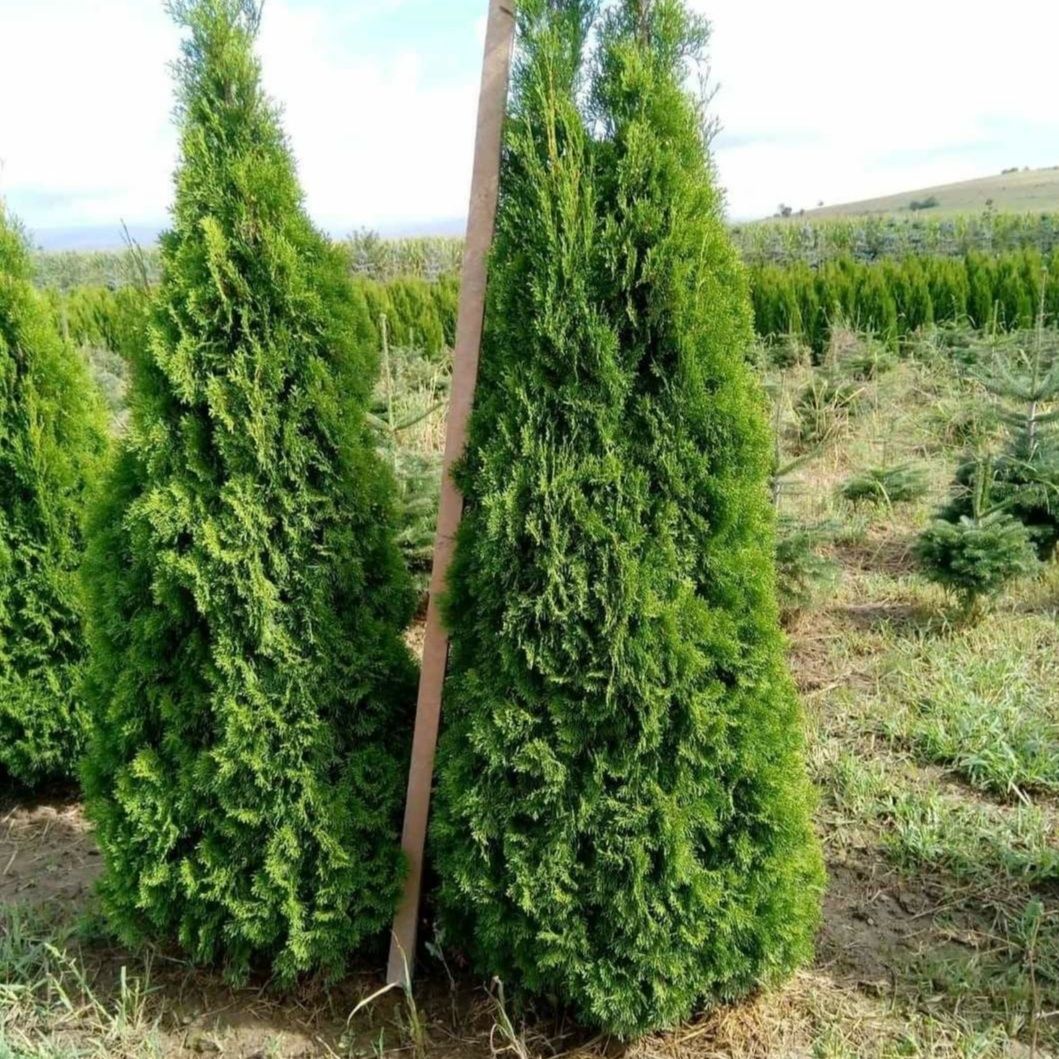 Tuia smaragd leylandii columna spirale pon mesteacăn tei arțar