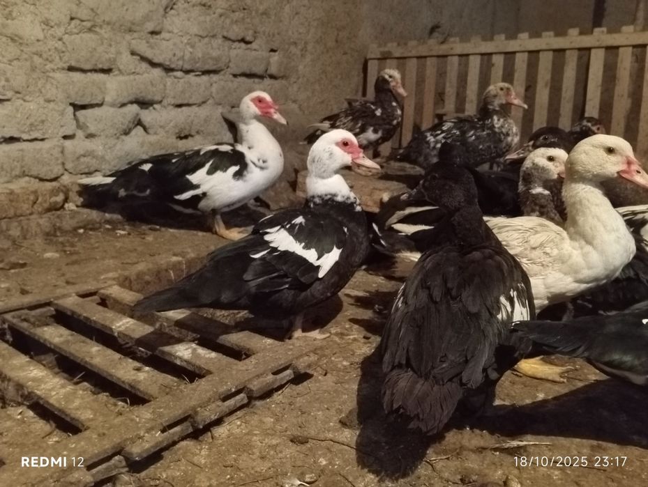 Indu utkalar tezda sotiladi