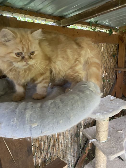 Persana dollface superb motanel