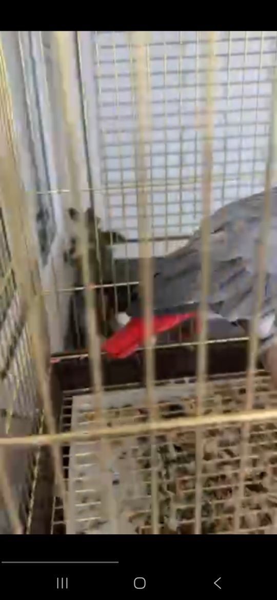 Жако попугай ручной гапиради