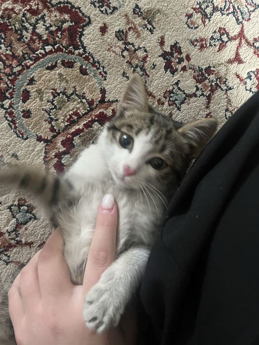 Отдам Кота бесплатно